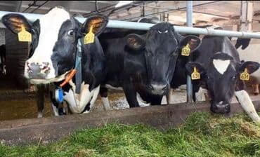 ищу работы сторожа: Талап кылынат Малчы, Төлөм Күнүмдүк, Окутуу — 3