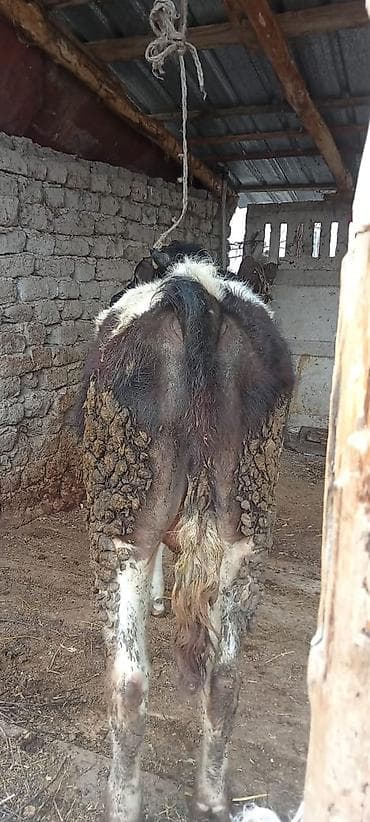 герефорд бык: Продаю | Бык (самец) | Для разведения | Искусственник — 3