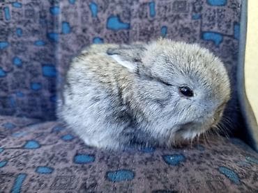 отдам собаку в хорошие руки бишкек: Декоративные крольчата (несколько окрасов: черный, темно-шоколадный — 3