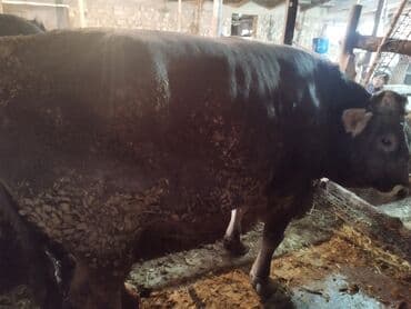 продаю домашние куры: Продаю | Бык (самец) | На забой | Привязанные — 1