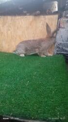 продажа щенков немецкой овчарки с документами в бишкеке: Продаю | Крольчиха (самка), Кролик самец, Крольчата | Фландр | На забой, Для разведения | Племенные — 16