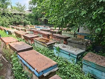 Сельхоз промышленность: Продам пасику, 50~ семей, цена за семью. подготовлены к сезону — 1