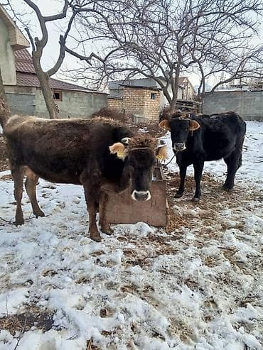 Продаю | Тёлка | На откорм | Нетель