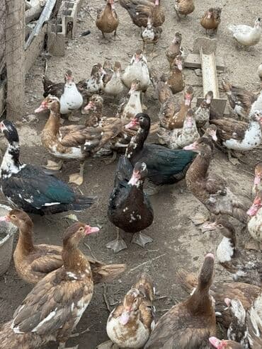 куры доминанты: Индоутки (мускусные утки), разноцветные окрасы: коричневый — 5