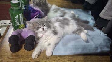 кукольный домик бу: Скотиш Страйт (Шотландская прямоухая), 3 месяца, девочка, Приучена в — 4