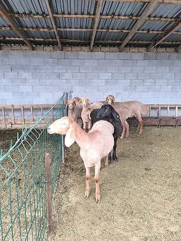 арабские лошади цена: Продаю | Ягненок | Арашан | Для разведения | Ярка — 2