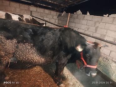 Үй жаныбарлары үчүн товарлар: Сатам | Уй (ургаачы) | Сүт алуу үчүн | Байланган — 5