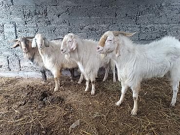 парода эчки: Продаю | Козёл (самец) | Битал | Для разведения | Племенные — 1