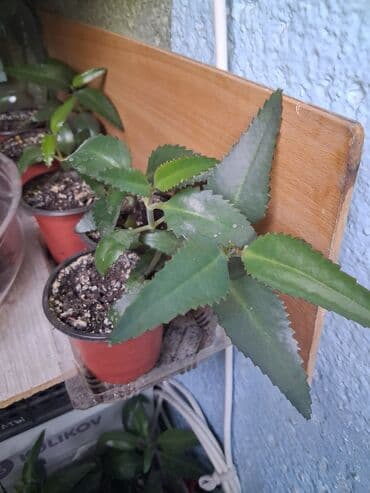 цветы балыкчы: Каланхоэ лечебный — 4