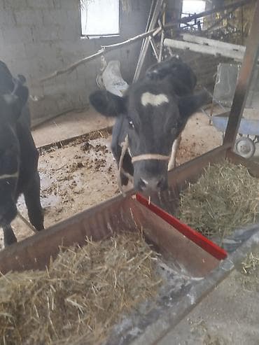 корова стелная: Продаю | Тёлка | Для разведения | Нетель — 8