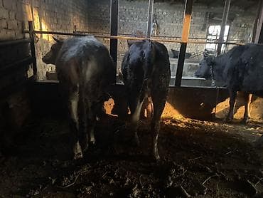 уй сотилади ош: Продаю | Тёлка | На забой | Привязанные — 4