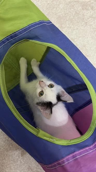 котята простые: Котёнок, приученный к лотку - Возраст: котёнок (маленький) - Окрас — 8