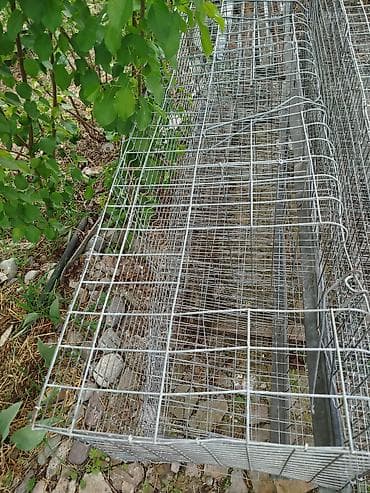 куры несушки: Другая сетка — 2