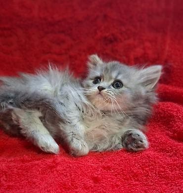 шотландская кошка прямоухая: Скотиш Страйт (Шотландская прямоухая), 2 месяца, Мальчик, Приучена к лотку, Проглистована — 6