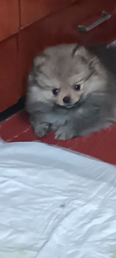 карликовый померанский шпиц цена: Шпиц, 2 месяца, Самец — 8