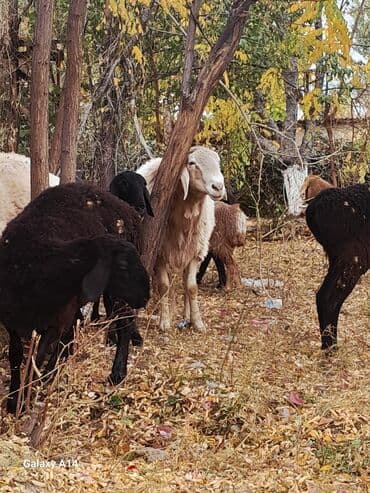 немецкая овчарка черная щенок купить: Продаю | Баран (самец) | Арашан | Для разведения | Осеменитель — 3