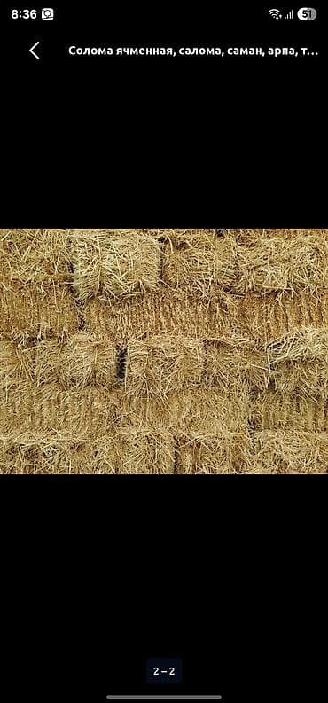 бассейн для форели: Солома ячменная в тюках. - Тип: солома ячменная (салома, саман, арпа) — 1
