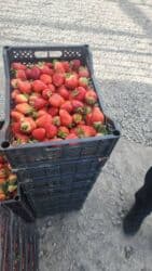 ящик пластмассы: Клубника — 1