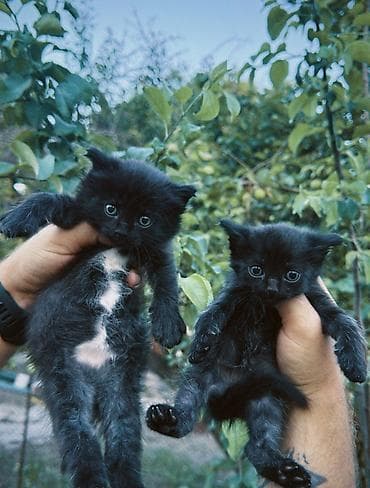 черепаховая кошка: Черные котята ищут дом 🖤 3 мальчика и 1 девочка. Очень ласковые — 4