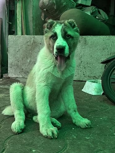 Продается щенок Средней Азиатской Овчарки/Алабай Возраст 3 месяца