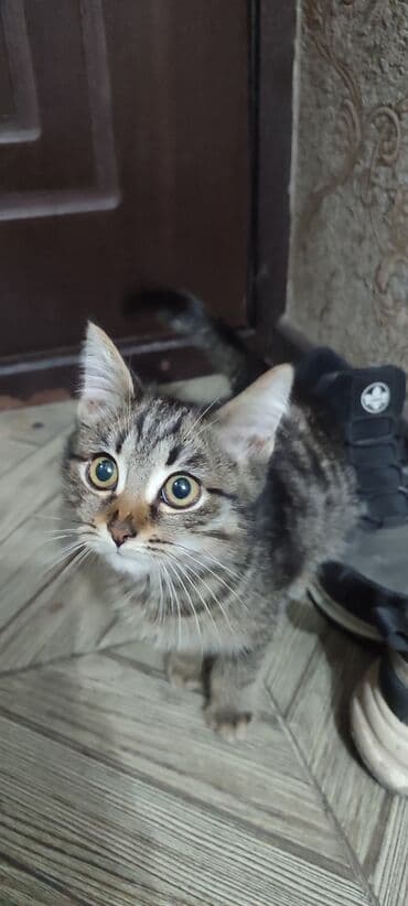 сколько стоит собака ротвейлер: Кошка даром: Беспородная, 5 месяцев, Мальчик, Приучена к лотку, Проглистована — 6