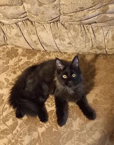 Продажа кошек: 🐾🐈 Эффектный котёнок мейн-кун чёрного цвета с шикарным воротником — 2