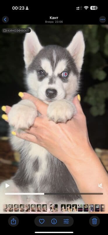 вязка немецкий овчарка: Хаски, 1 месяц, Самка, С прививкой, С родословной — 4