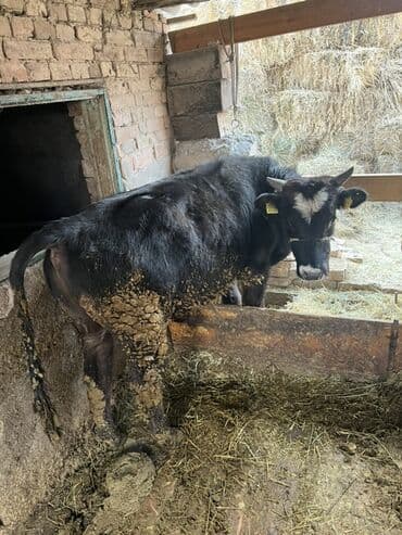 жылкы лошадь: Продаю | Бык (самец) | На откорм | Нетель — 1