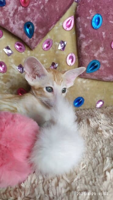 новорожденные котята: Ориентальная, 2 месяца, Мальчик, Рыжий, Приучена к лотку, Проглистована, С документами — 12