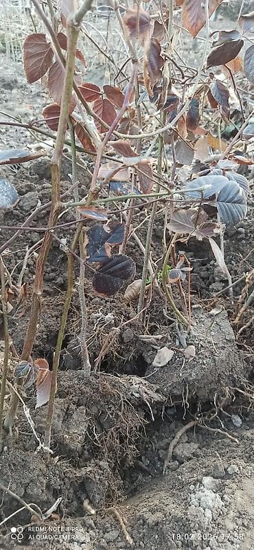 грецский орех: Эжевика кочоттору сатылат лох -нес сорту адрес Жалал-абад баасы — 1