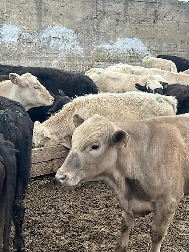 беркут птица: Продаю | Бык (самец) | На откорм — 5