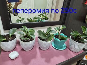 люстра сатылат: Алоказия с крупными, тёмно-зелёными листьями, украшенными контрастными — 13