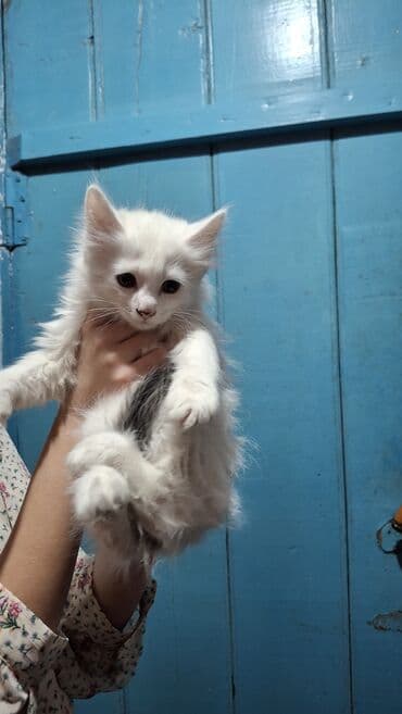 котёнок в добрые руки: Котята, пушистые комочки счастья! - Возраст: примерно 2–3 месяца. - — 1