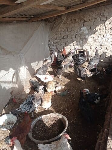 Грызуны: Ургачы 2000 эркек 2500 — 1