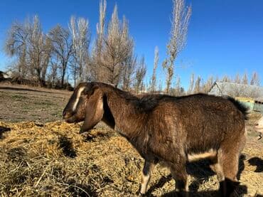 сколько стоит коза дойная купить: Продаю | Коза (самка) | Нубийская | Для разведения, Для молока | Котные, Племенные — 6
