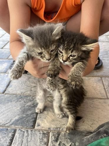 животные кошки: Кошка даром: Беспородная, Девочка, Приучена к лотку — 1