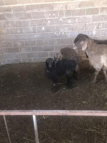 отдам котят бишкек: Продаю | Овца (самка) | Для разведения | Матка — 1