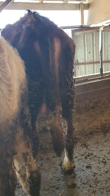 Үй жаныбарлары үчүн товарлар: Сатам | Бука (эркек) — 9