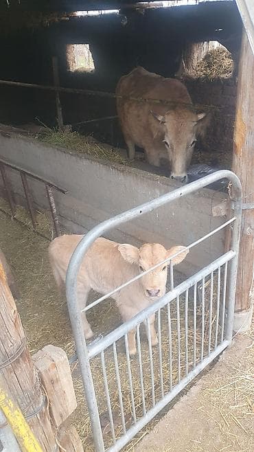 бык на племя: Продаю | Корова (самка) | Для разведения | После отела — 1