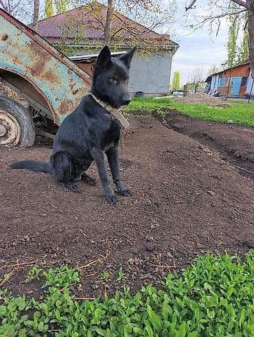 товары для кошек: Собака, чёрная, среднего размера, с плотной короткой шерстью и — 4