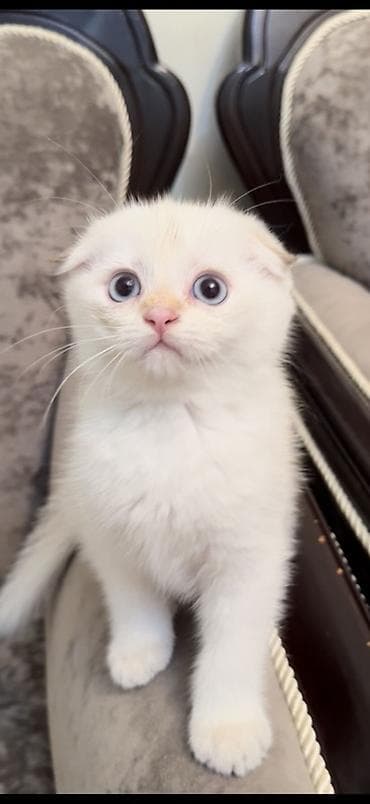 лысый кот: Шотландский вислоухий котёнок, окрас белый (cream/white). Круглая — 1