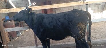 продажа щенков немецкой овчарки в бишкеке с документами: Продаю | Тёлка | Голштин, Алатауская | Для разведения, Для молока | Стельные — 5