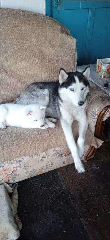 японская порода собак акита ину: Хаски, 1 месяц, Самец — 2