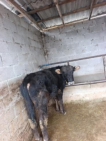 бычок порода: Продаю | Бык (самец) | Ангус | На откорм | Привязанные — 2