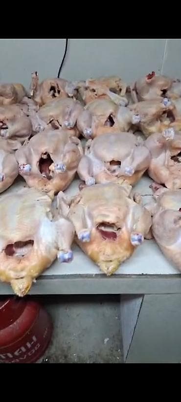 Азык-түлүктөр: Бройлер тоок сстылат на забой 100штук — 2