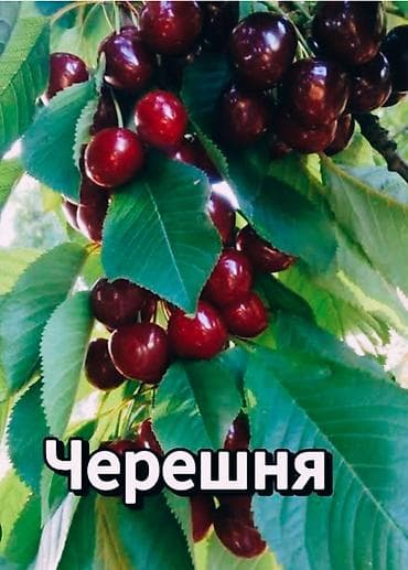 трендовый виноград: Черешня Оптом — 4