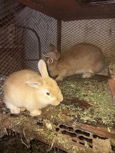 Товары и оборудование для с/х животных: Продаю | Крольчата | Калифорнийская | Для разведения — 5