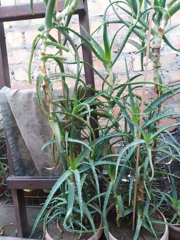 мин булак: Украшения PANDORA наборы (1) 750,2 цепочка 350, 850 ЮЛА СССР для — 5