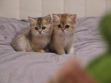 сколько стоит персидская кошка: Скотиш Страйт (Шотландская прямоухая), 2 месяца, Девочка, Золотая шиншилла — 1