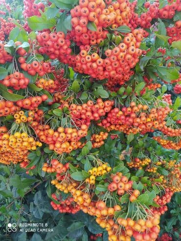 цена рассады клубники: Предлагается саженец кустарника с развитой корневой системой, готовый — 6